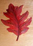 Maple leaf